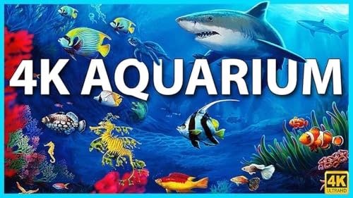 Aquário 4K VIDEO (ULTRA HD)