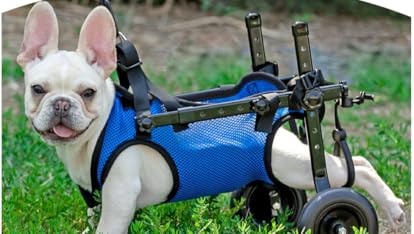 ✴︎中型犬用 車椅子 ・リハビリ　Mサイズ 楽天市場】【2個で3%off☆SALE】犬用補助輪 Mサイズ 犬用車椅子