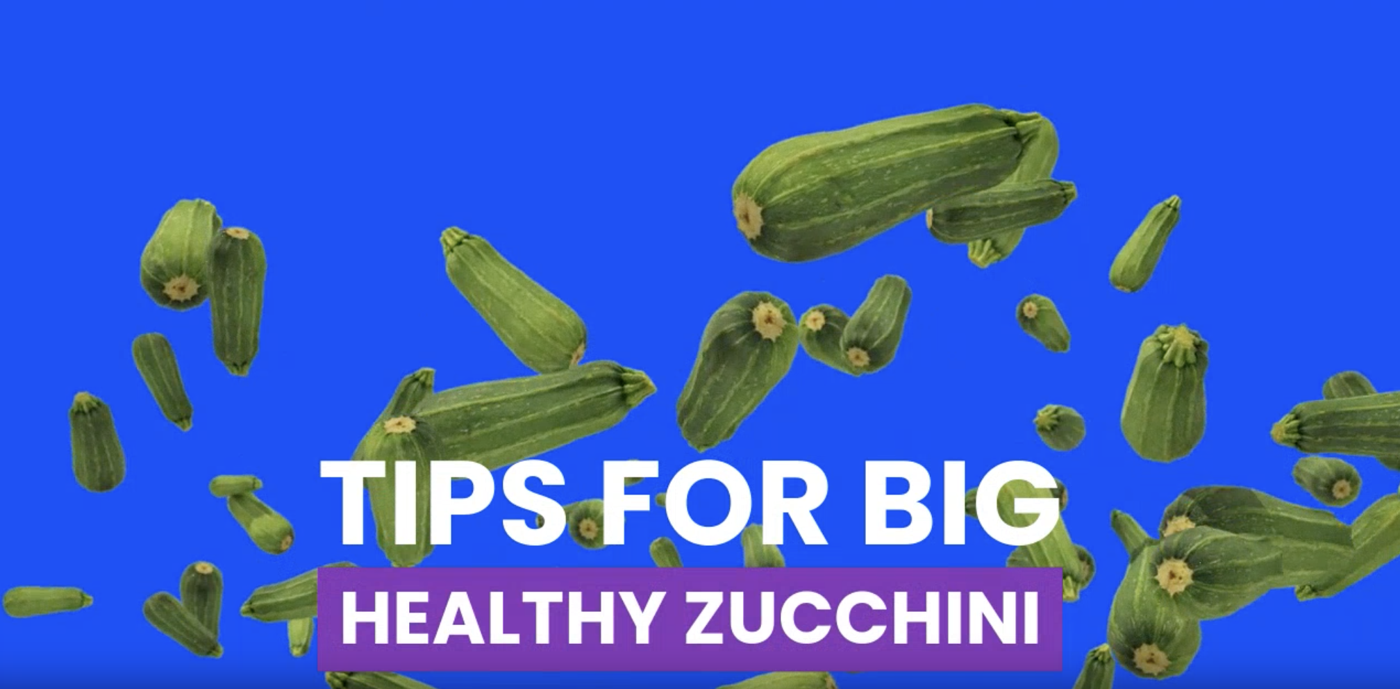 Amazon.com : Professional Zucchini Fertilizer Liquid 5-1-5 Concentrate 8  oz, Premium Zucchini Fertilizer for Plants, Organic Food, Liquid Plant  Fertilizer for Garden Vegetables Made in USA : Patio, Lawn & Garden