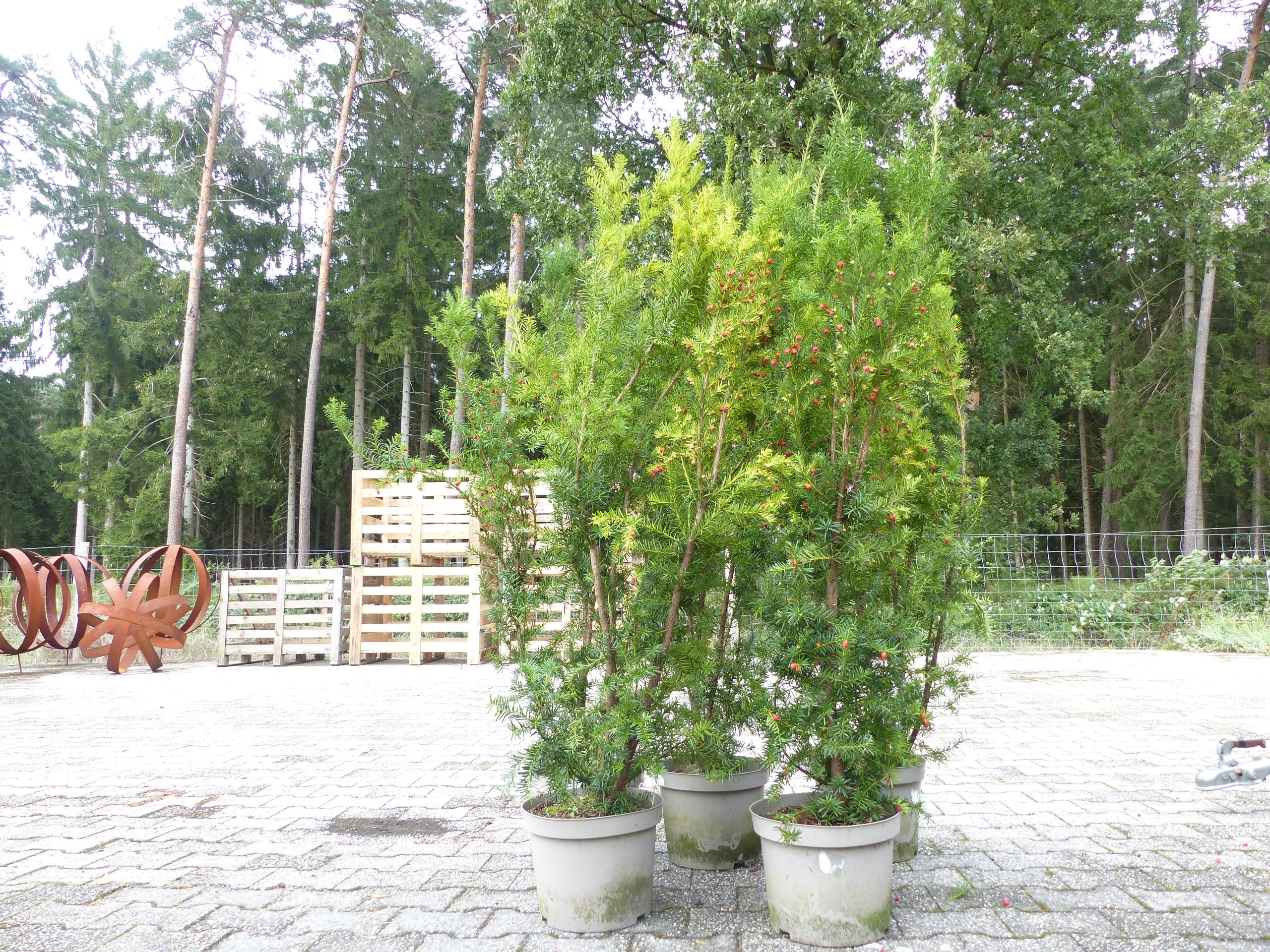 eibe busch Eibe-Hecke (Taxus baccata) kaufen – Mein schöner Garten Shop