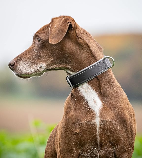 Foto 4 de 5 de Jack & Russell Premium Perro Cuero Collar Amy