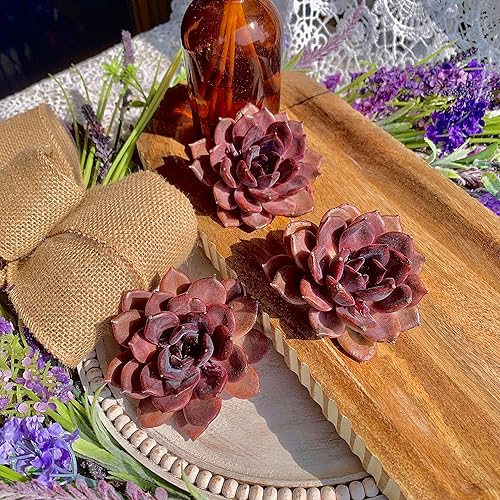 Miniatura 4 de Echeveria Black Mamba - Plantas suculentas vivas  Rara suculenta oscura, planta de fácil cuidado para interiores y exteriores para decoración del