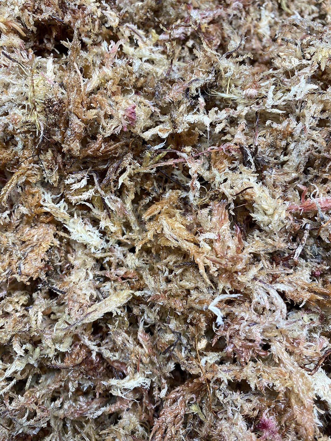 Peruvian Sphagnum Moss by Orchid Nerd ™ (Peruvian Sphagnum Moss, 500 Grams)