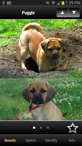 Perfect Dog Pro - Ultimate Breed Guide To Dogs