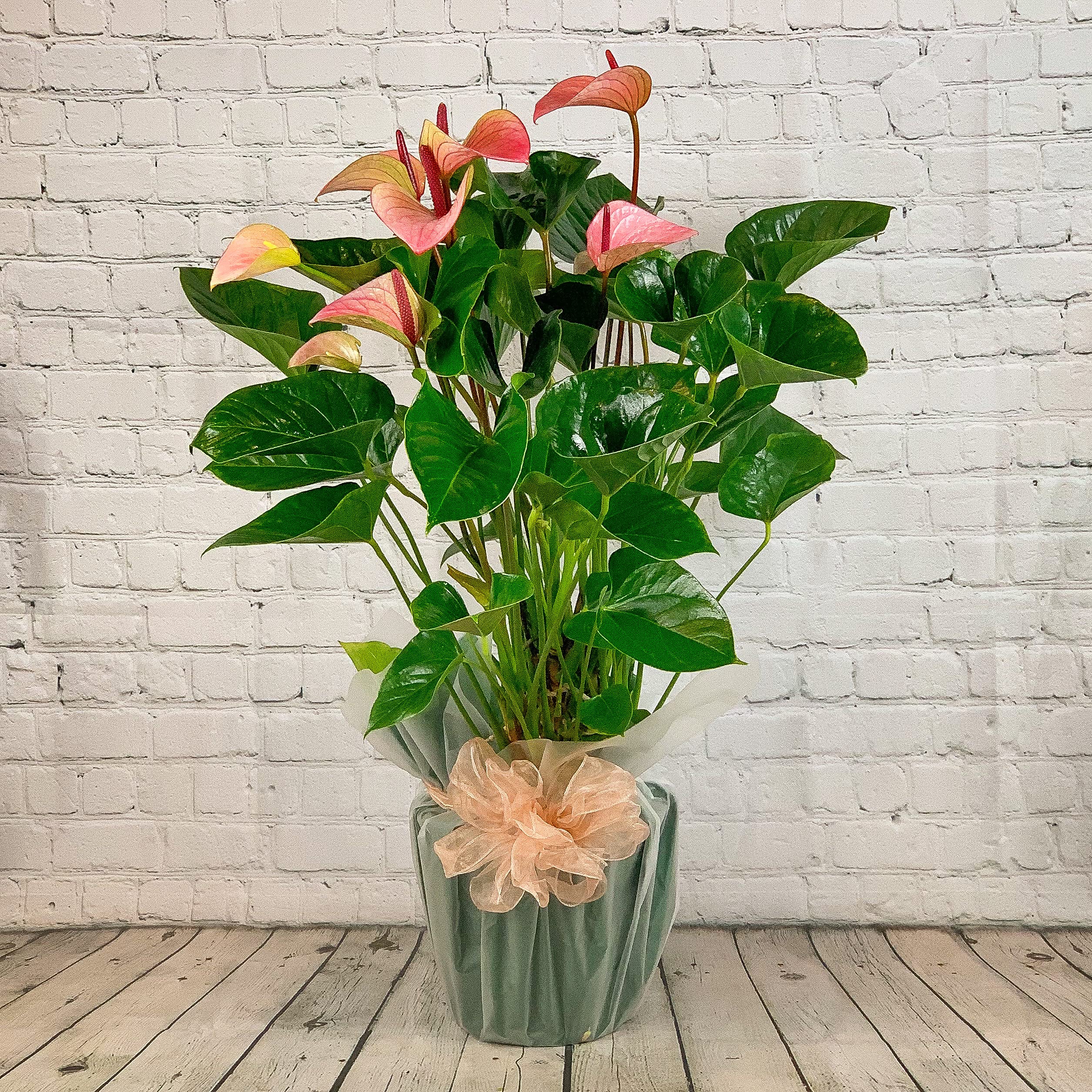 Anthurium Plant Real Pink 85cm Tall Indoor Air Purifying Houseplant for Office Bedroom Kitchen Living Room Decor