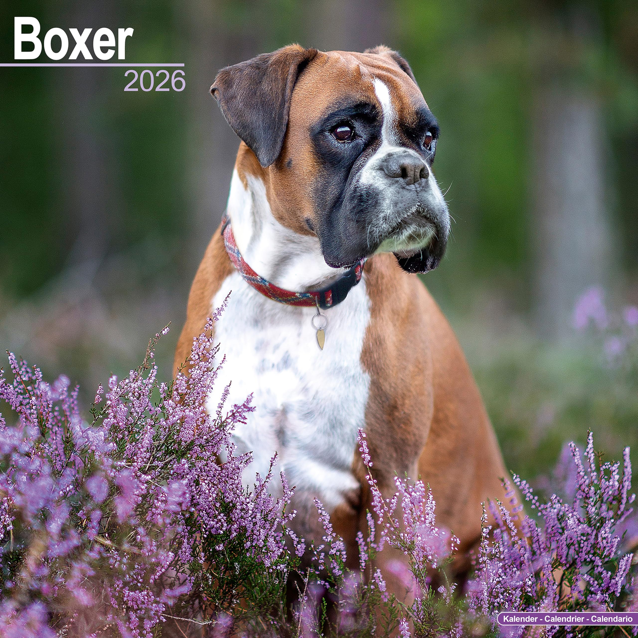 Boxer 2026 Calendar | Square Wall Calendar | Dog Breed Gift | Plastic Free Packaging | by Avonside Publishing