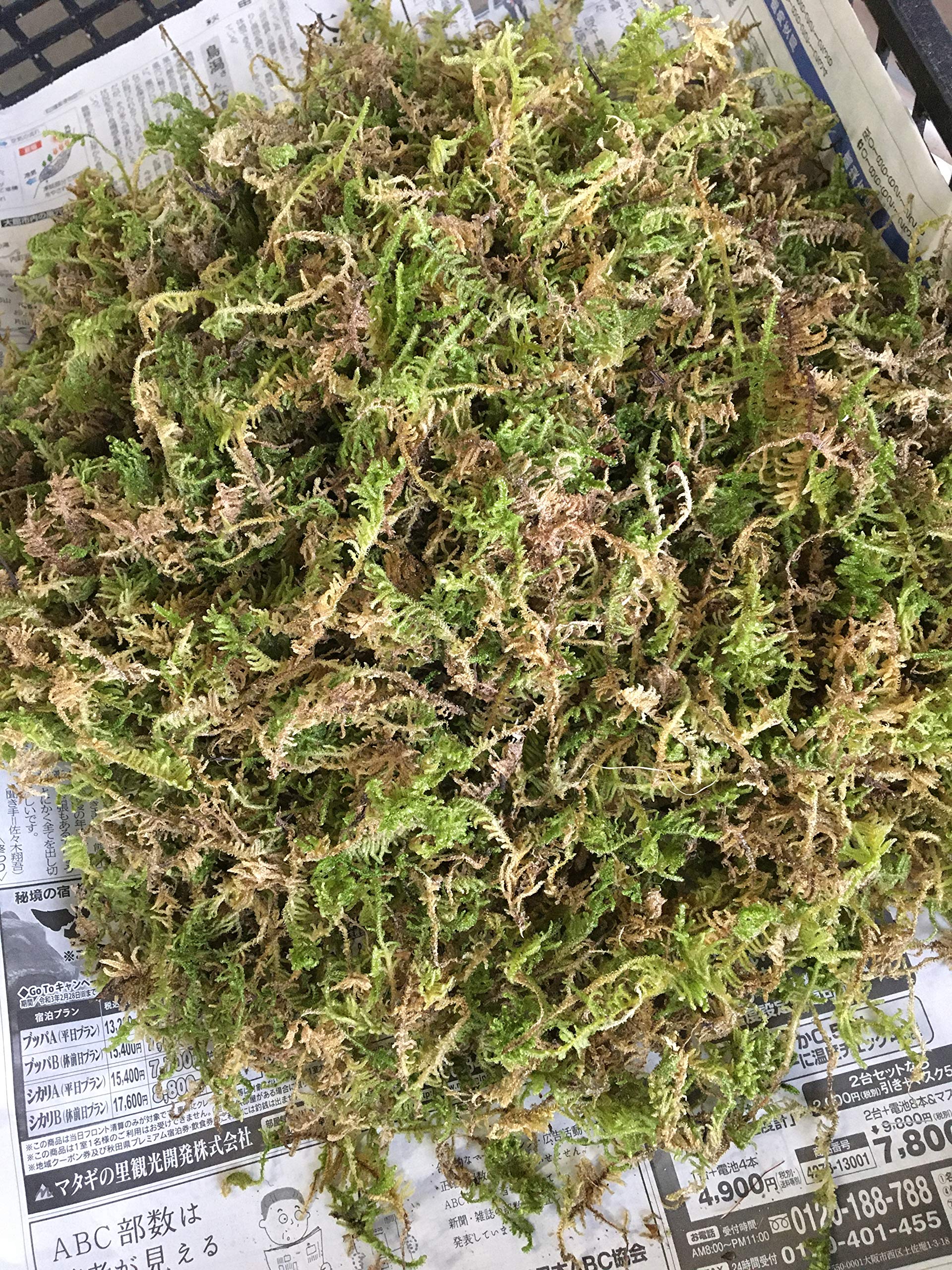 Amazon｜【苔の種 1から栽培】マキゴケ用 ハイゴケ 各L 栽培品粉砕圧縮