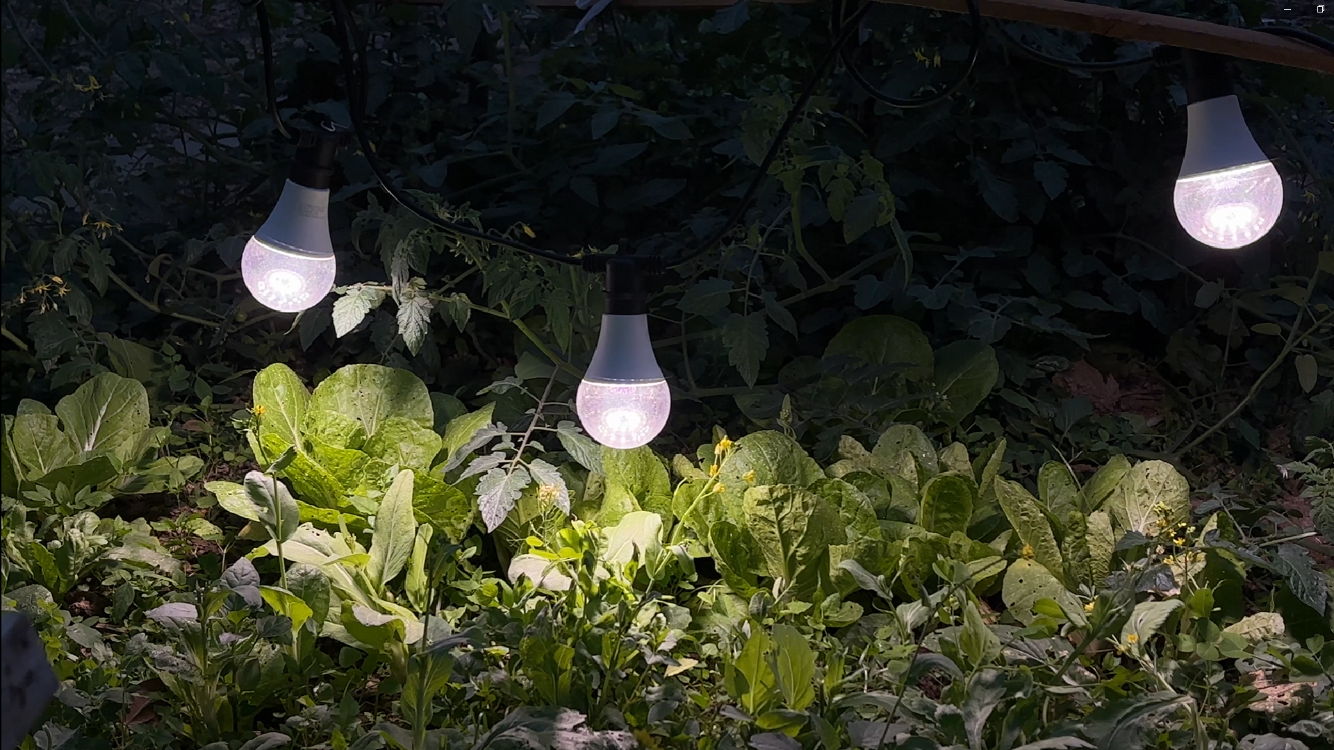 Image of LED Grow Light Bulbs with E26 Base, 45W Durable 12 ft String Grow Lights, Waterproof Hanging Full Spectrum A25 Plant Lighting for Seeds, Flowers, Succulents, Indoor & Outdoor Use (3 Lights)