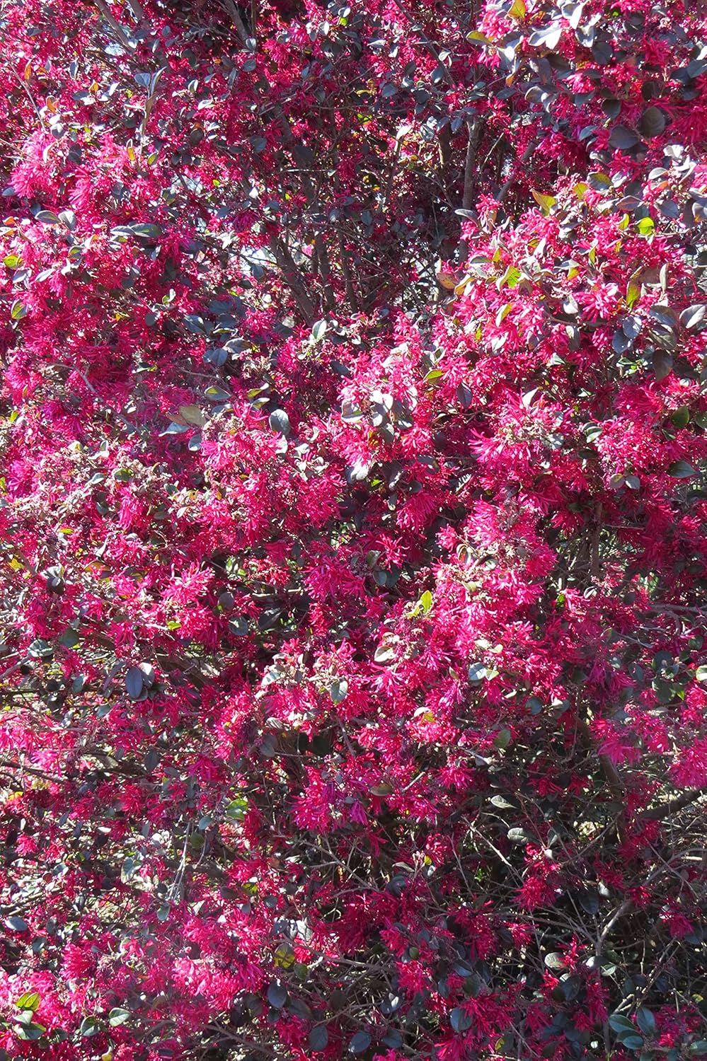 Blooming & Beautiful - Sparkling Sangria Loropetalum - 3 gal - First Editions - Evergreen Shrub - Red Purple Leaves - Spring Pink Flowers - Zones 7-9 - Loropetalum Chinense VAR. Rubum - 3 Gallon Pot