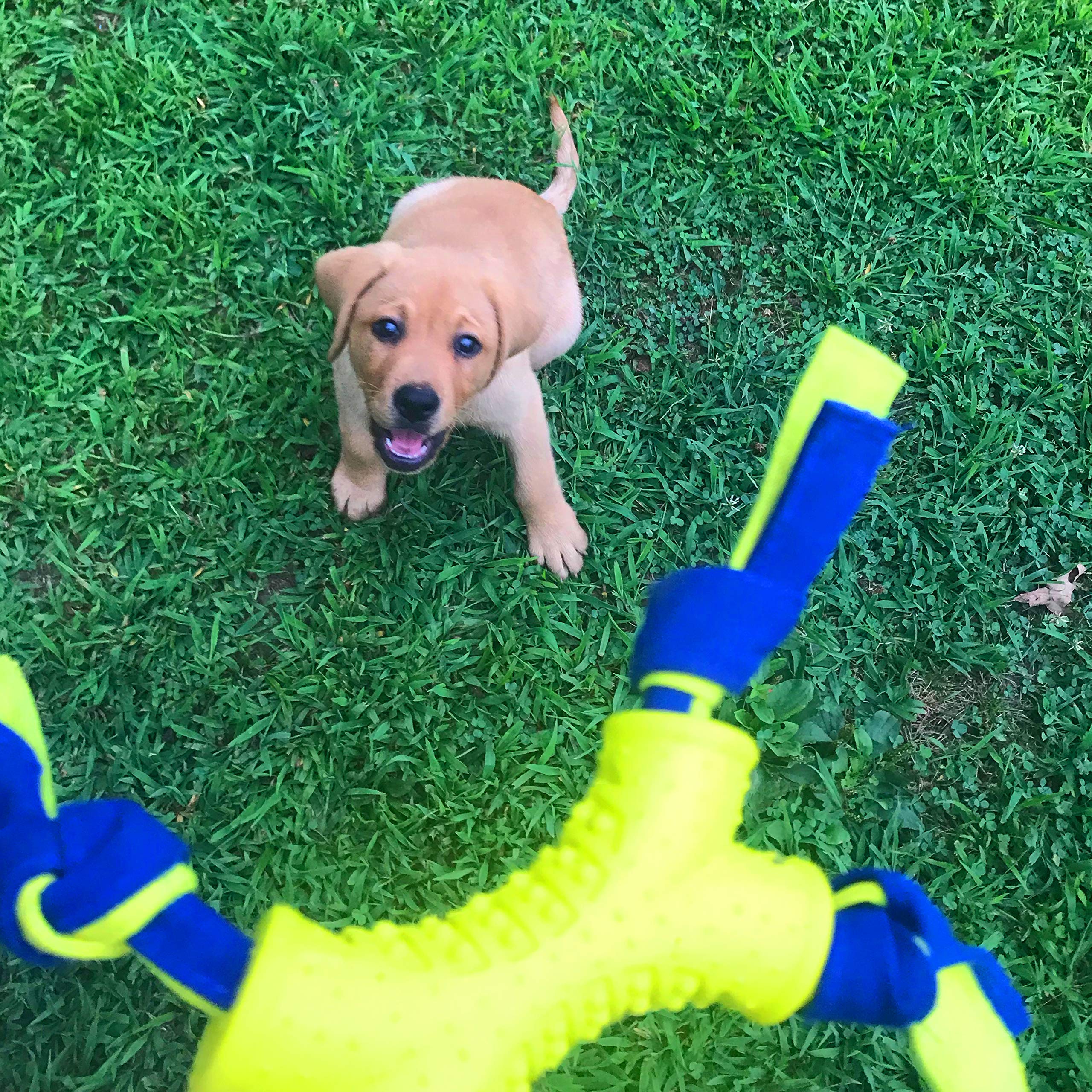 Nylabone Power Play Interaktives Apportierspielzeug für Hunde l Bereicherung Hundespielzeug für das ultimative Spielerlebnis