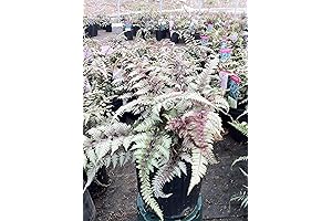 Mowaven Fern - Foliage Wonder