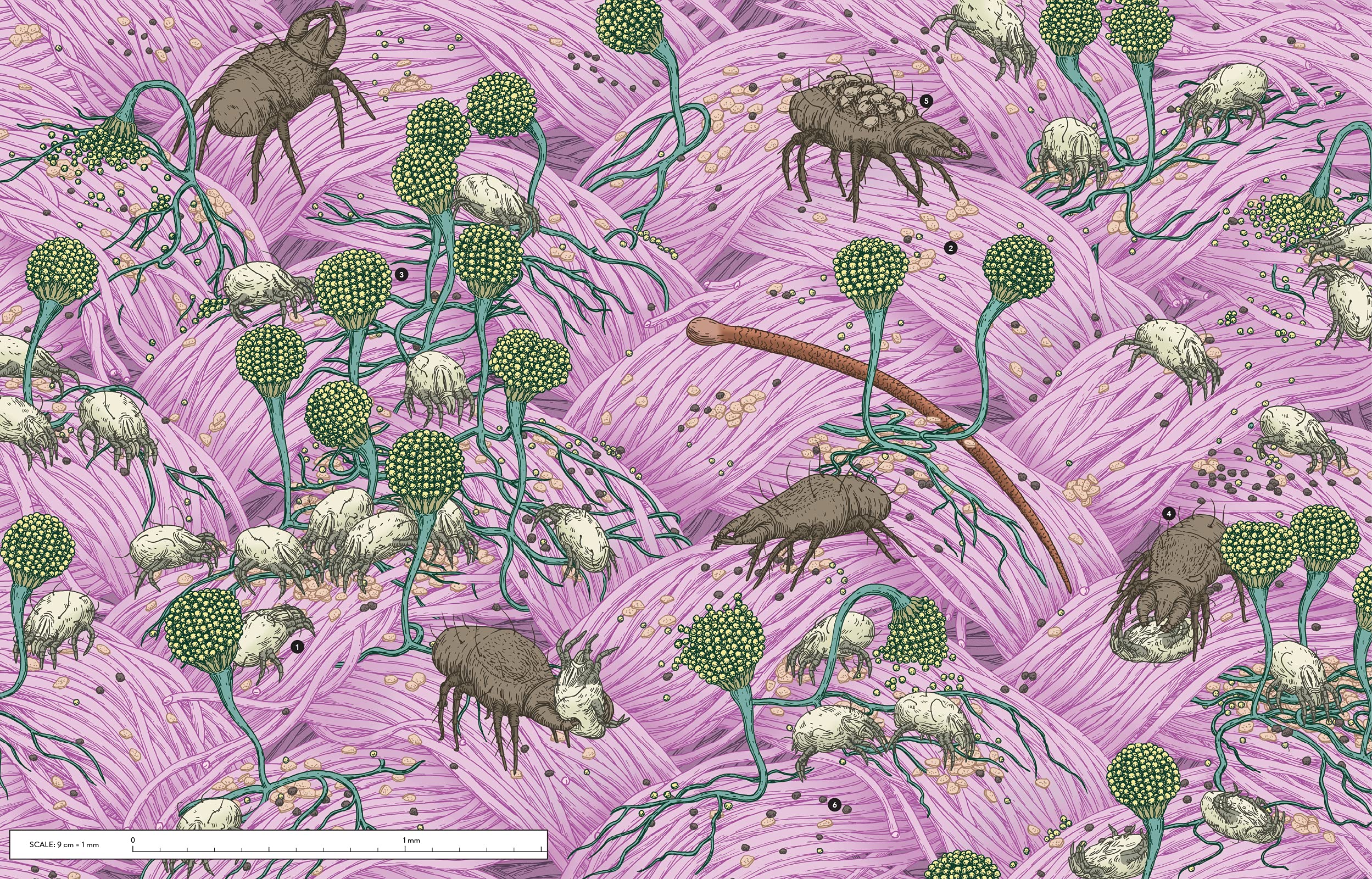 Unseen Worlds: Real-Life Microscopic Creatures Hiding All Around Us - Image 5