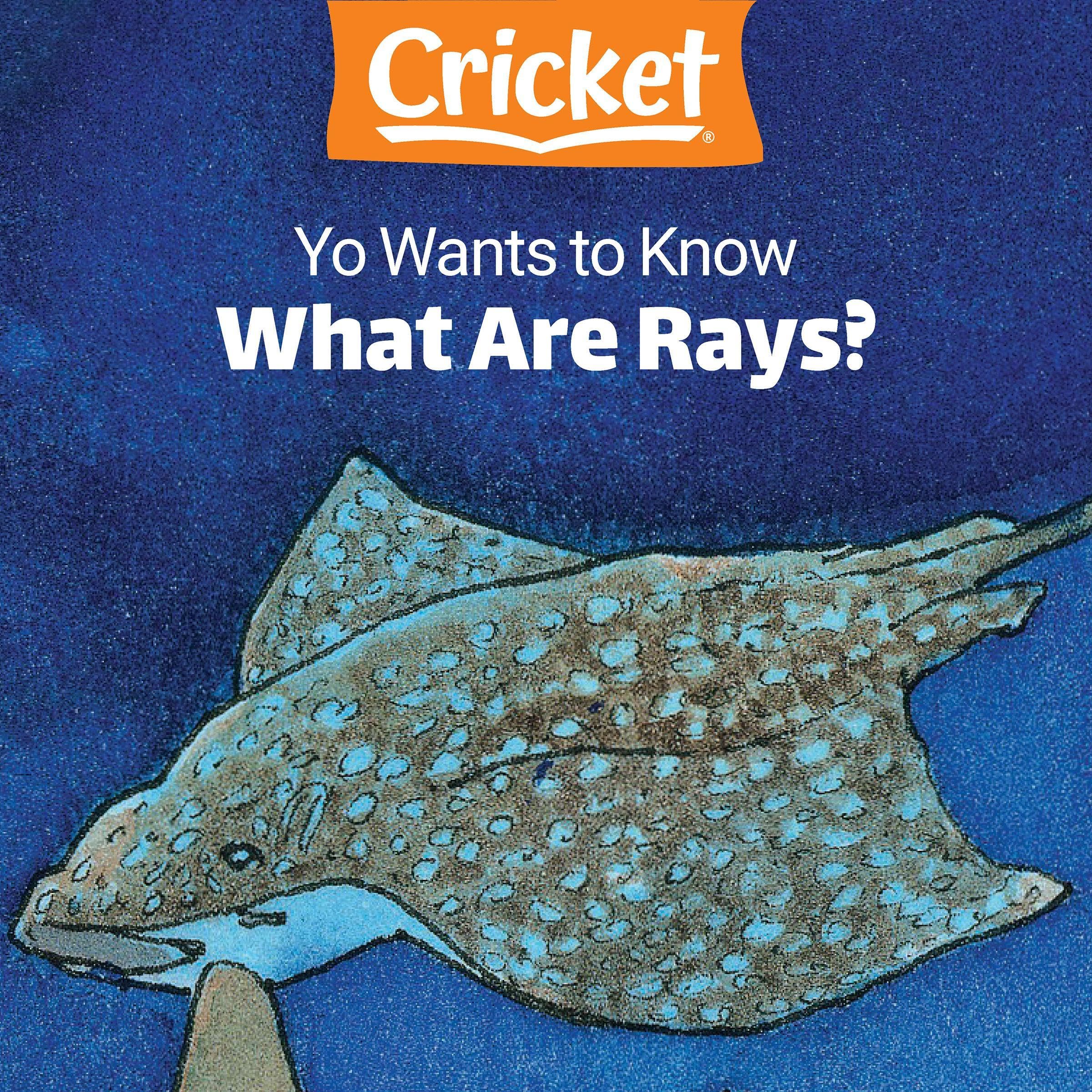 Yo Wants to Know: What Are Rays?