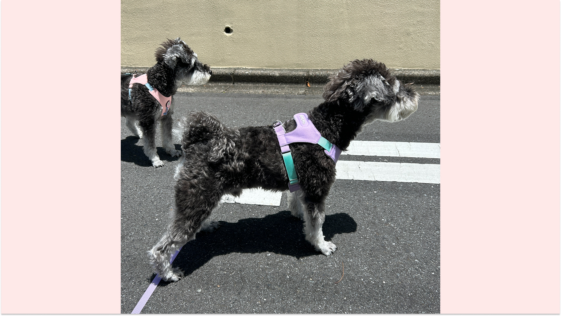 Amazon | [Pawspick] 犬 ハーネス 小型犬 中型犬 抜けない おしゃれ