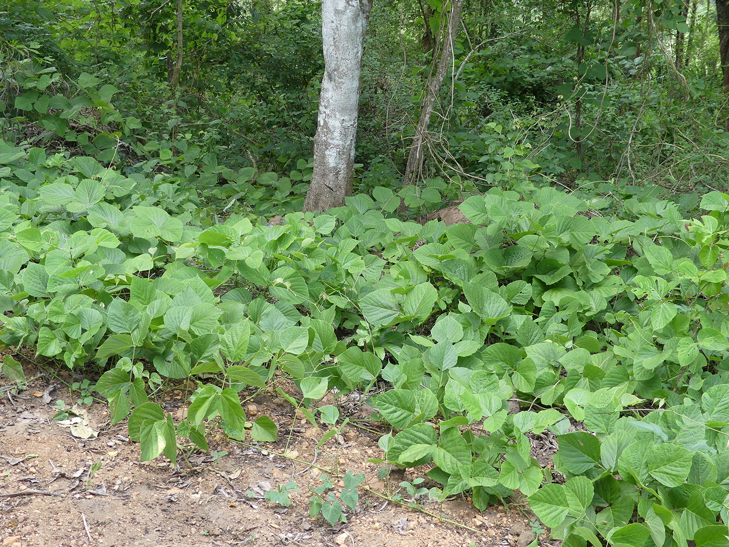 Kapebonavista® Indian kudzu, Nepalese kudzu Sural, Bhuin kakharu, Bilaikand, Bharda, Tirra, Bankumra Shimia batraji Ghorbel Vidarikand Darigummadi Bhukushmandi Root tubers Pueraria tuberosa (B08LSPGWLJ) Amazon Price History, Amazon Price Tracker