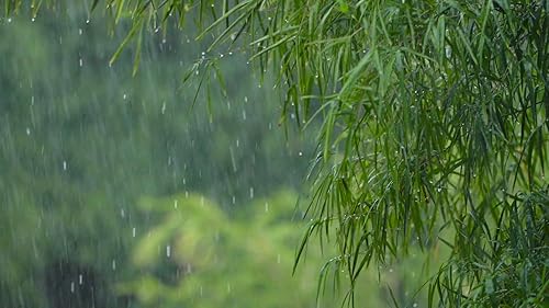 Peaceful Night's Rest Rain ☔ for Relaxation and Sleep Reduce Stress,No Ads