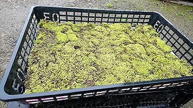 【北海道産】スナコケ 520×340トレー