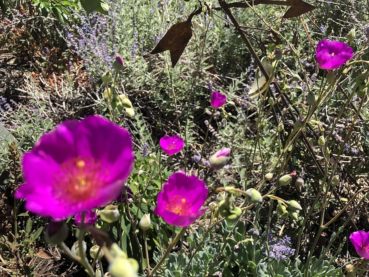 3 Starter Plants of Rock Purslane Shining Pink Calandrinia spectabilis