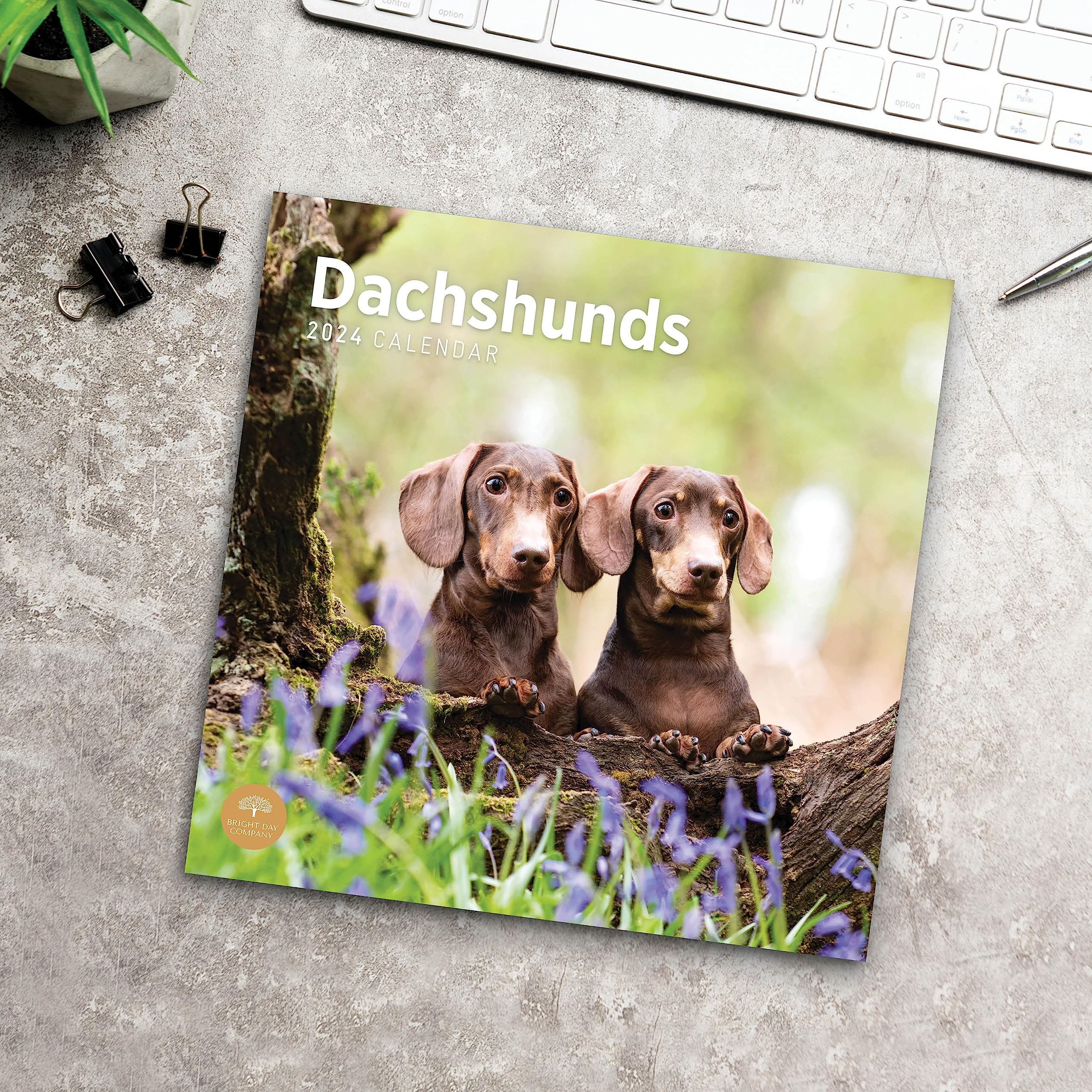 Amazon.com: 2024 Dachshunds Monthly Wall Calendar by Bright Day, 12 x 12  Inch Cute Dog Breed Gift : Baby