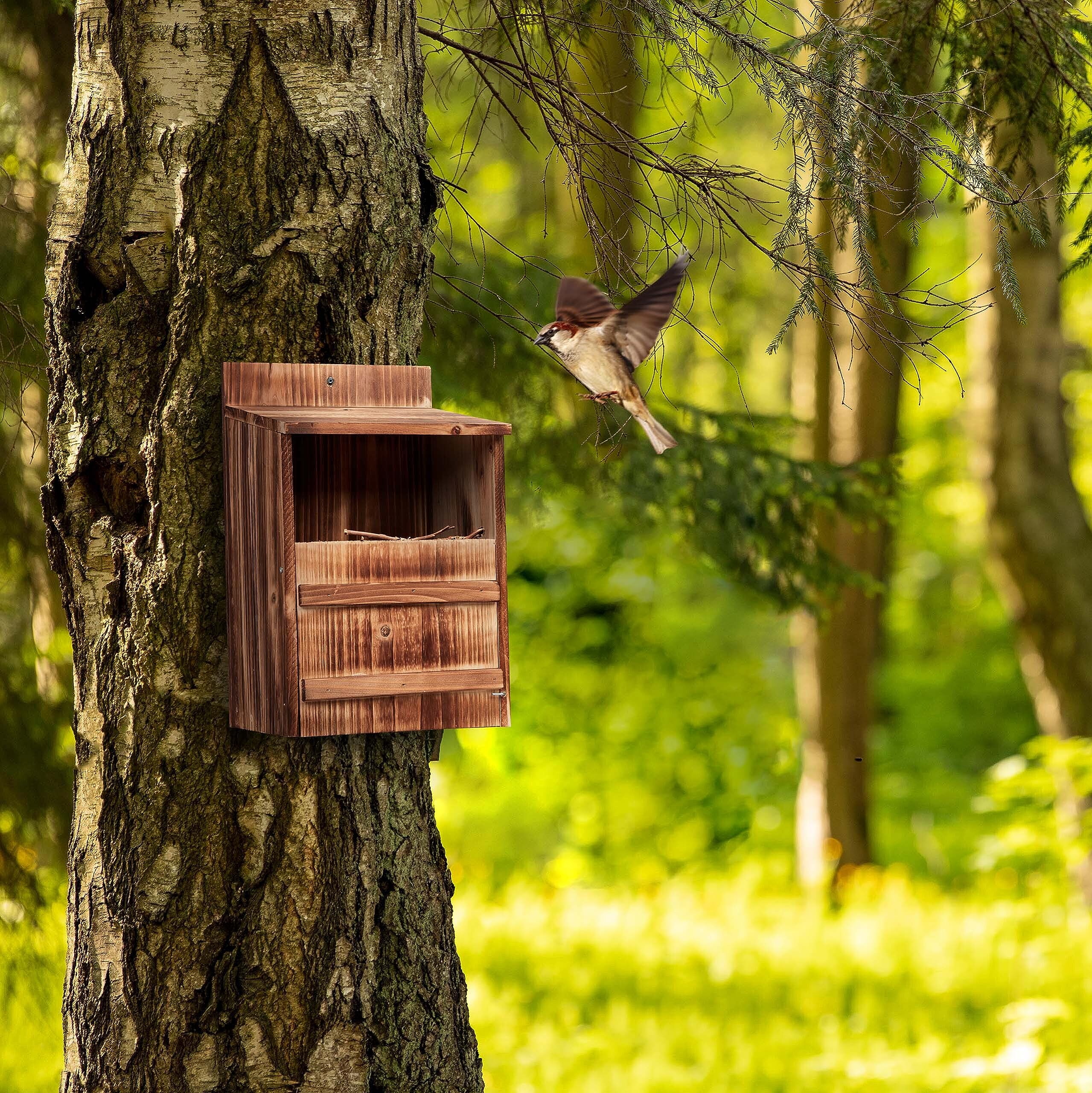BREUAILY Gabbia Trappola Per Piccioni A Entrata Unidirezionale - Porta In Ferro Per Piccioni E Uccelli - Foto 2