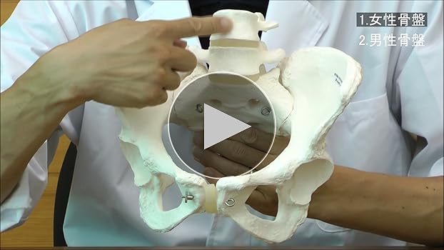 たろ様 人体模型セット    骨盤、膝、股関節   3Bscientific社 豪华型膝关节功能模型| 1000164 | A82/1 | 关节模型| 3B Scientific