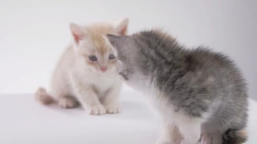 Cute Kittens & Cats - Adorable Feline Moments Screensaver