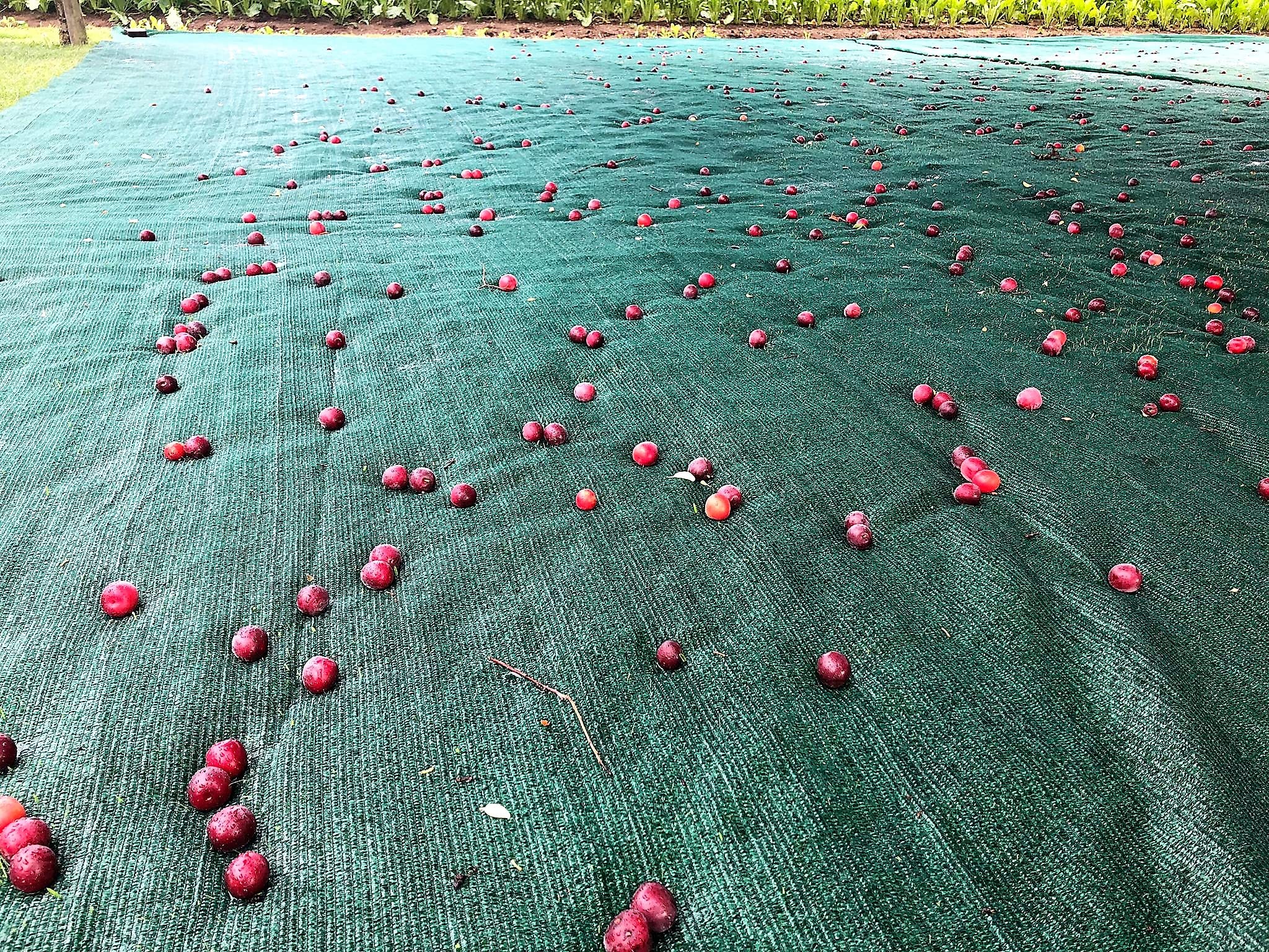 Erntenetz | für Obst, Walnüsse, Buchecker, Olivenbäume | 7,20 x 7,20 m | 2 Seiten mit Verstärktem Rand und Schlitz bis zur Mitte | 2 Seiten nur Geschnitten
