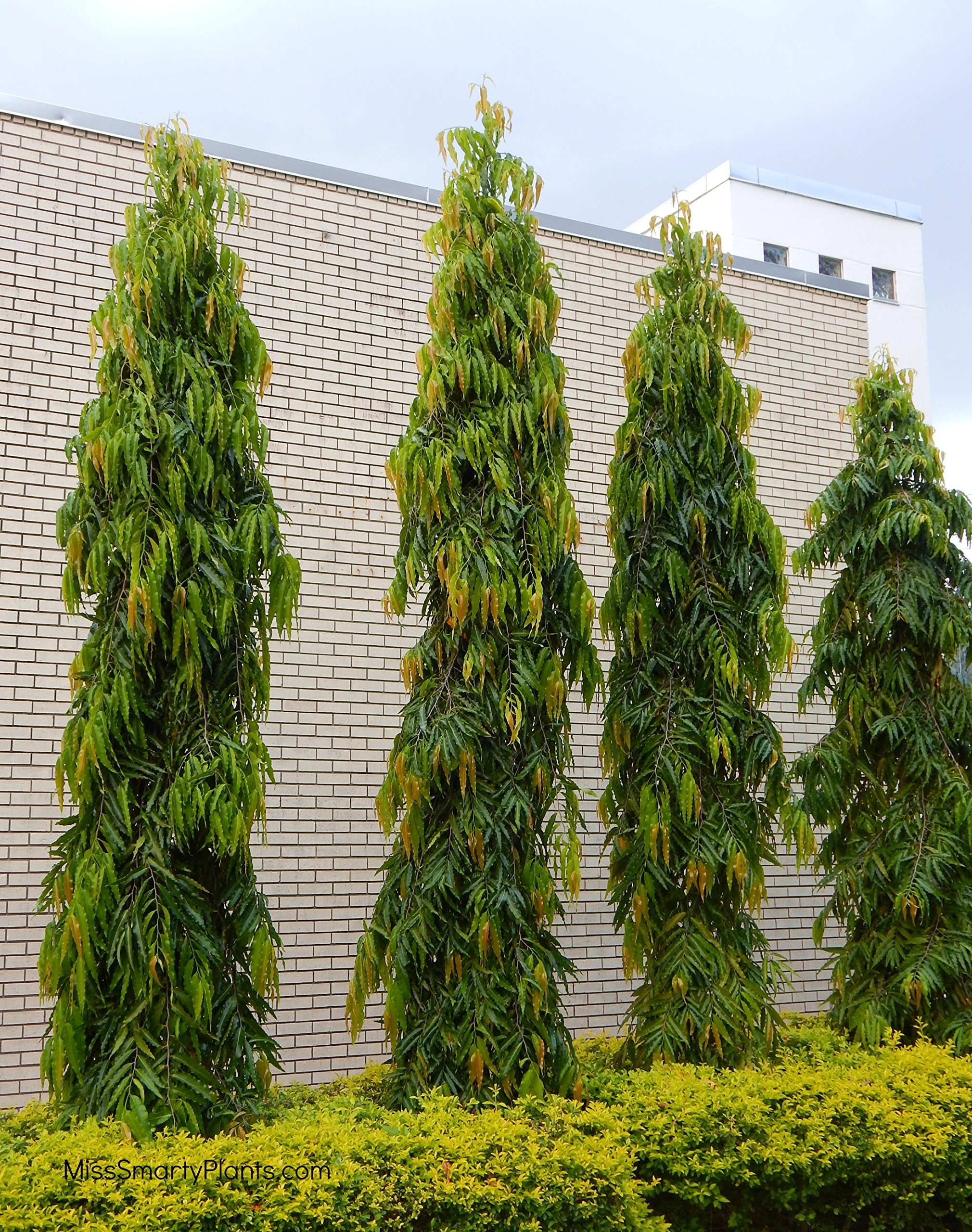 Creative Farmer Outdoor Tree Seeds Devdar - Mast Tree Tree Seeds Seeds Kitchen Garden Seeds Pack (B078R5YNFP) Amazon Price History, Amazon Price Tracker
