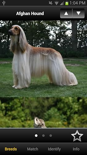 Perfect Dog Pro - Ultimate Breed Guide To Dogs