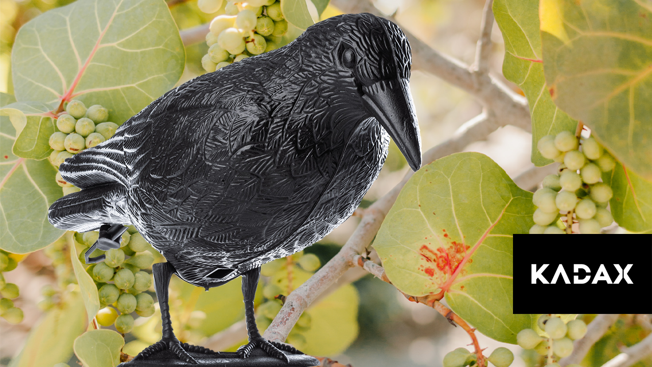 KADAX Schwarz Rabe Vogelabwehr aus Kunststoff  Taubenschreck