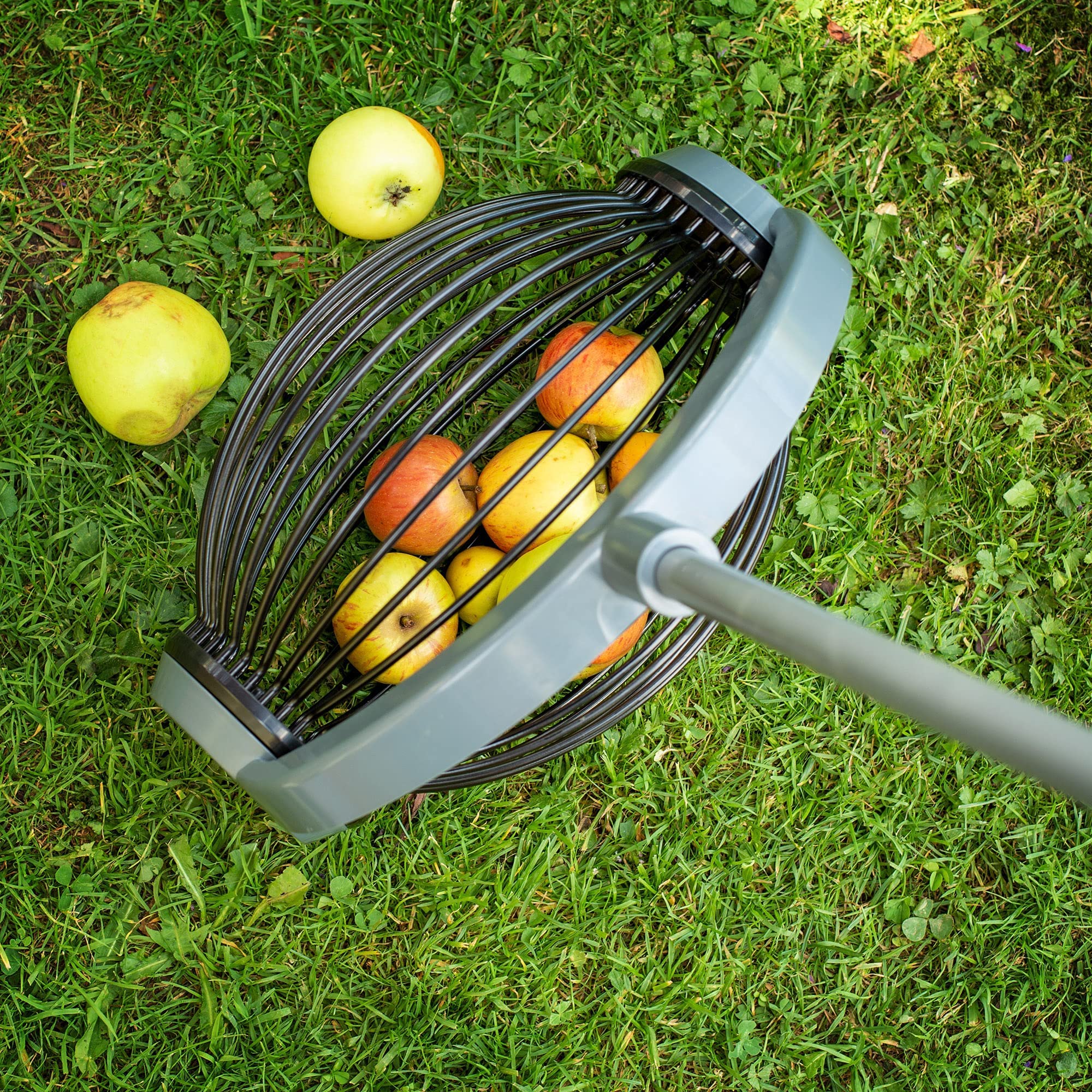 Collecteur De Fruits: Le Collecteur De Fruits Pour Ramasser Des Fruits