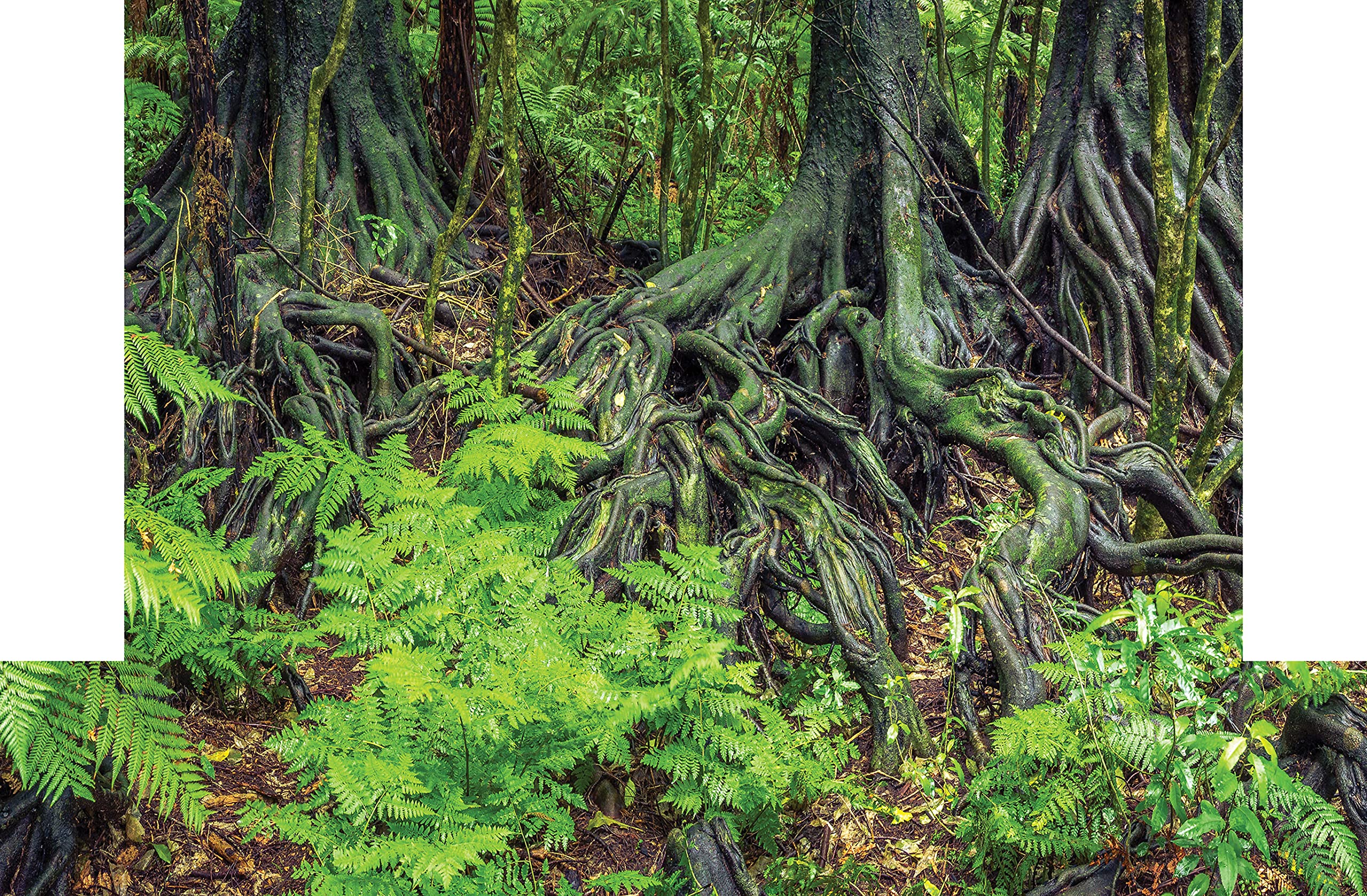 Reptile Habitat Background; Rain Forest Ferns & Roots, for Bio Deep Hybrid 24Lx24Wx48H Terrarium, 3-Sided Wraparound
