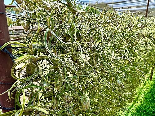 Miniatura 8 de Air Plants - Tillandsia Caput Medusae con flores, grande de 5 a 7 pulgadas, 1 unidad, llegada en vivo garantizada, plantas de interior para