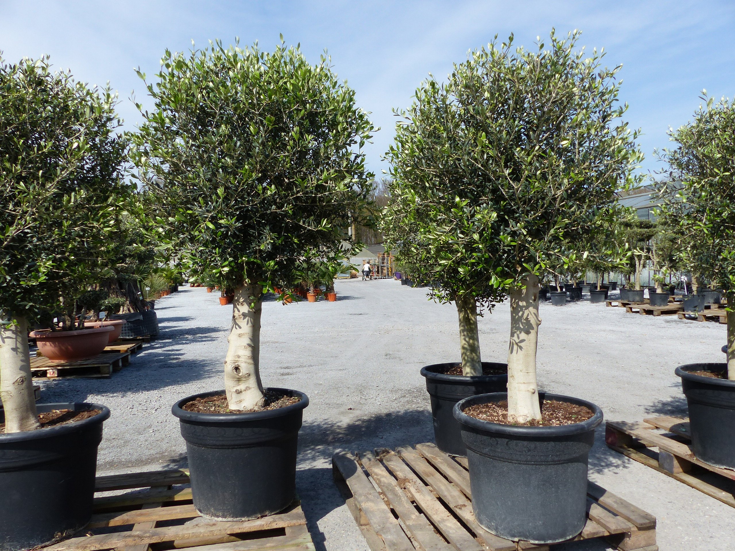 gruenwaren jakubik winterharter XL Olivenbaum Premiumqualitt 45 Jahre,  extra dicke Stmme, winterhart : Amazon.de: Garten