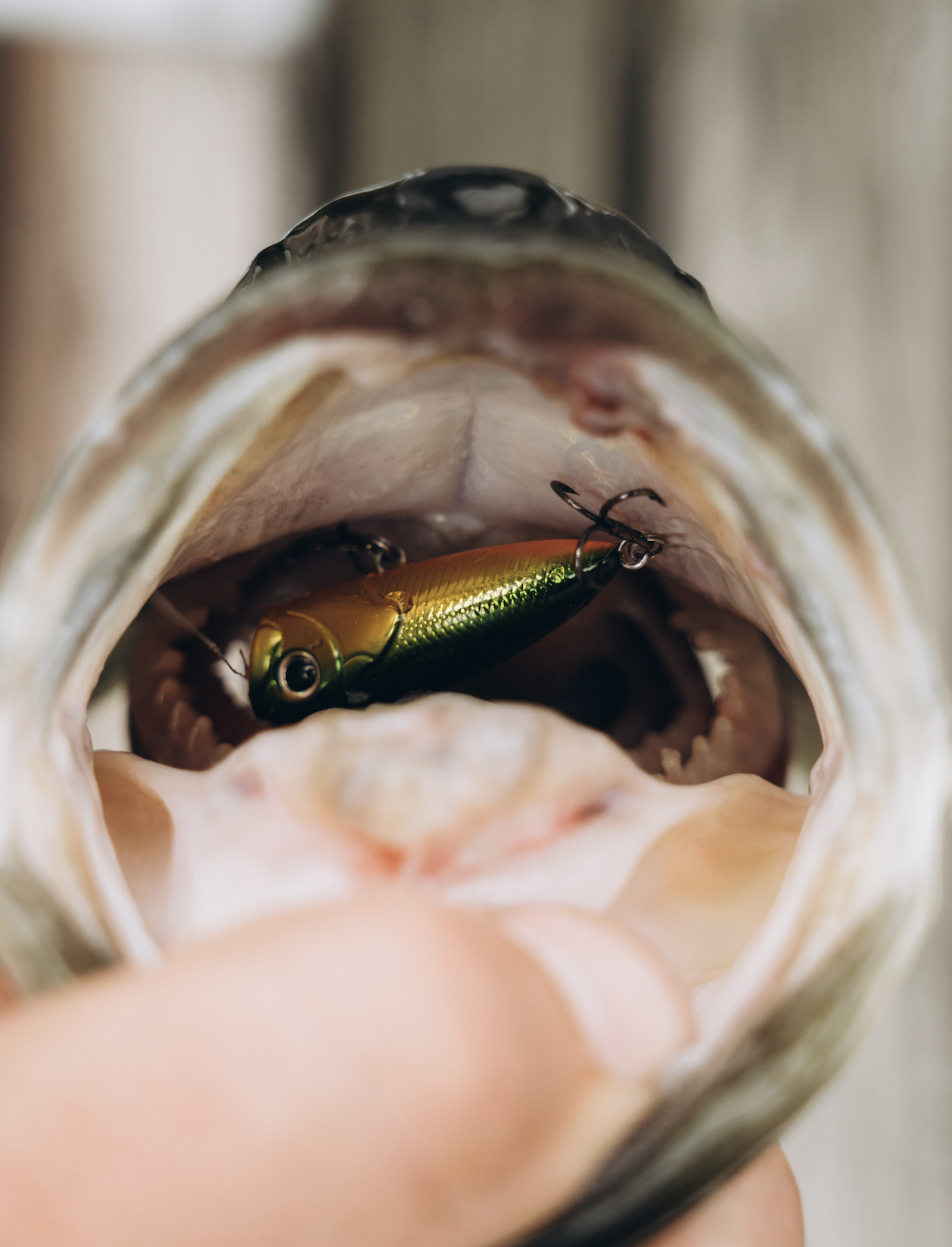 Amazon.com: Eurotackle Z-Popper 1.75