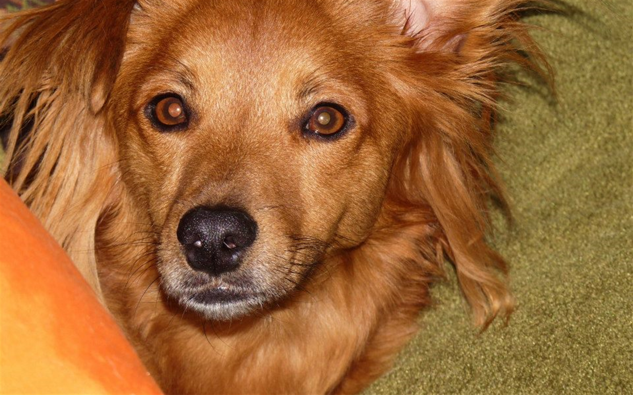 My Love Fur Paws Pet CareAmazon.co.ukAppstore for Android