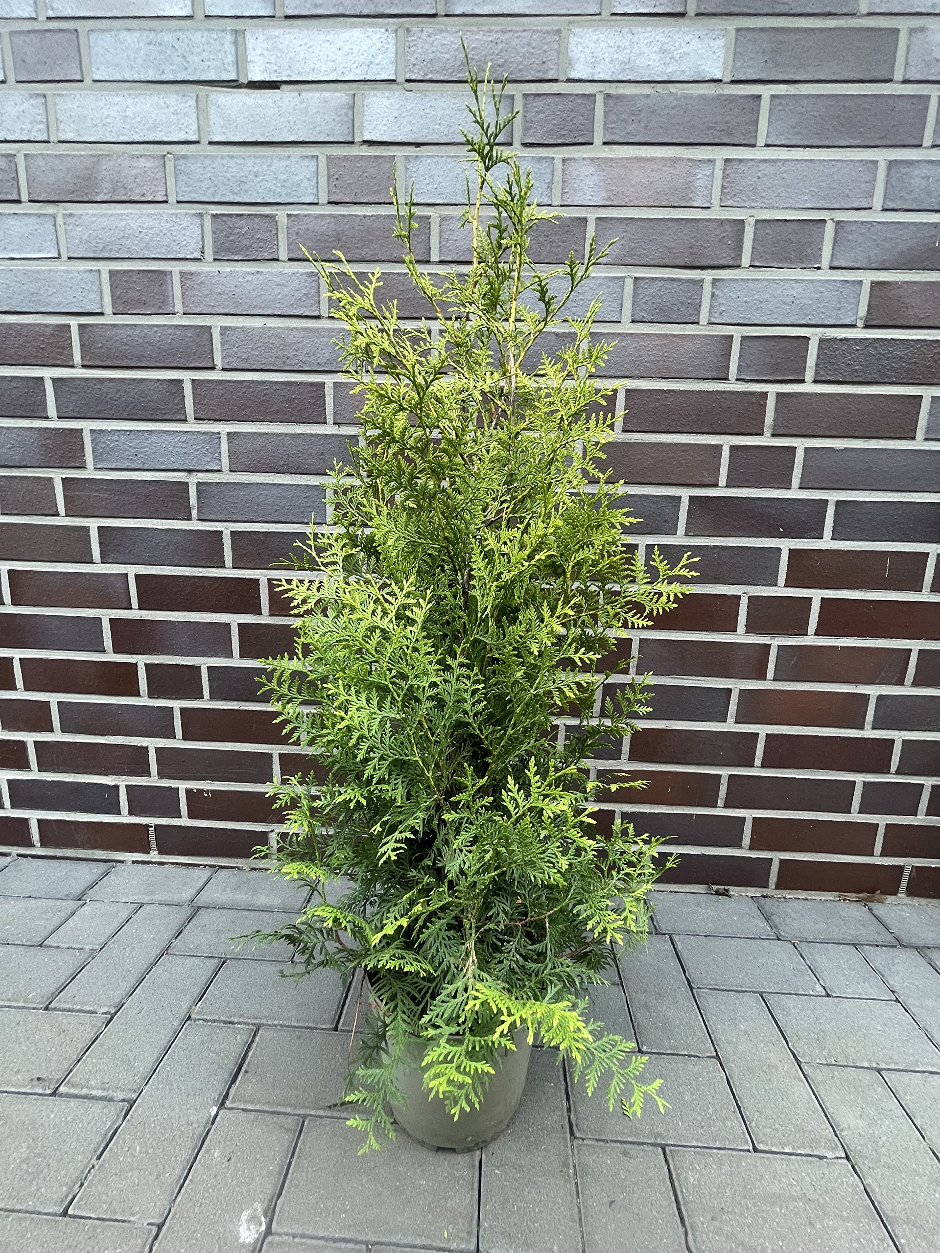 10 Thuja 'King of Brabant' 80-100cm ohne Topf gemessen frisch vom Feld  Gartenhecke Heckenpflanzen Immergrner Lebensbaum schlank wachsende  Heckenpflanze : Amazon.de: Garten