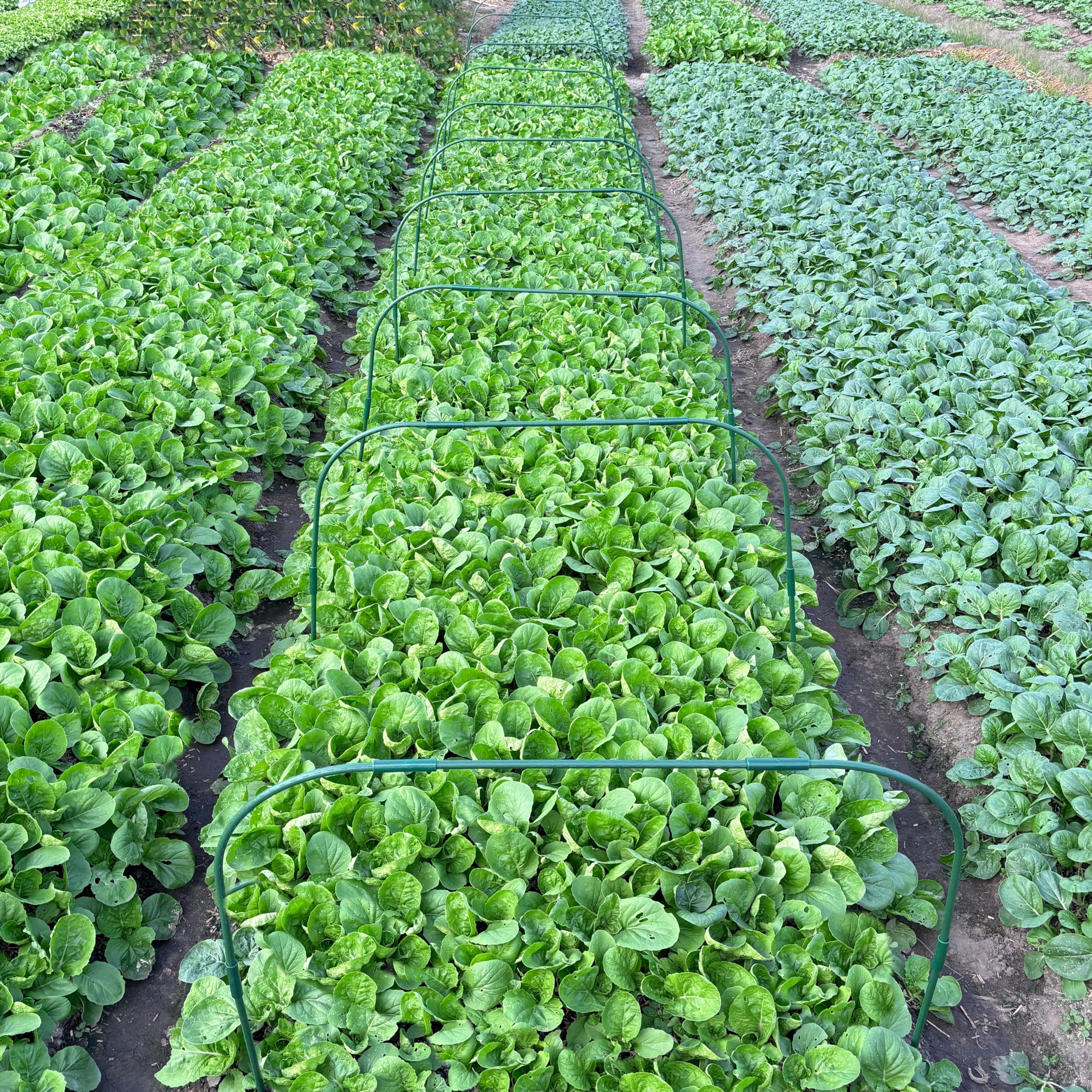 10 Sets 82x105cm Gartenbögen für Netze mit 30 Clips,Rostfreie,Abnehmbare Pfähle,Anzuchttunnelbogen für Gewächshausbögen,Gartennetzrahmen,PflanzeNstützrahmen für Grünpflanzen Gemüse