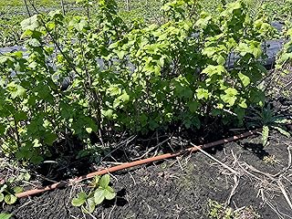 Generic Organic Red Currant | 2 Plants | 1 Year Old Rooted