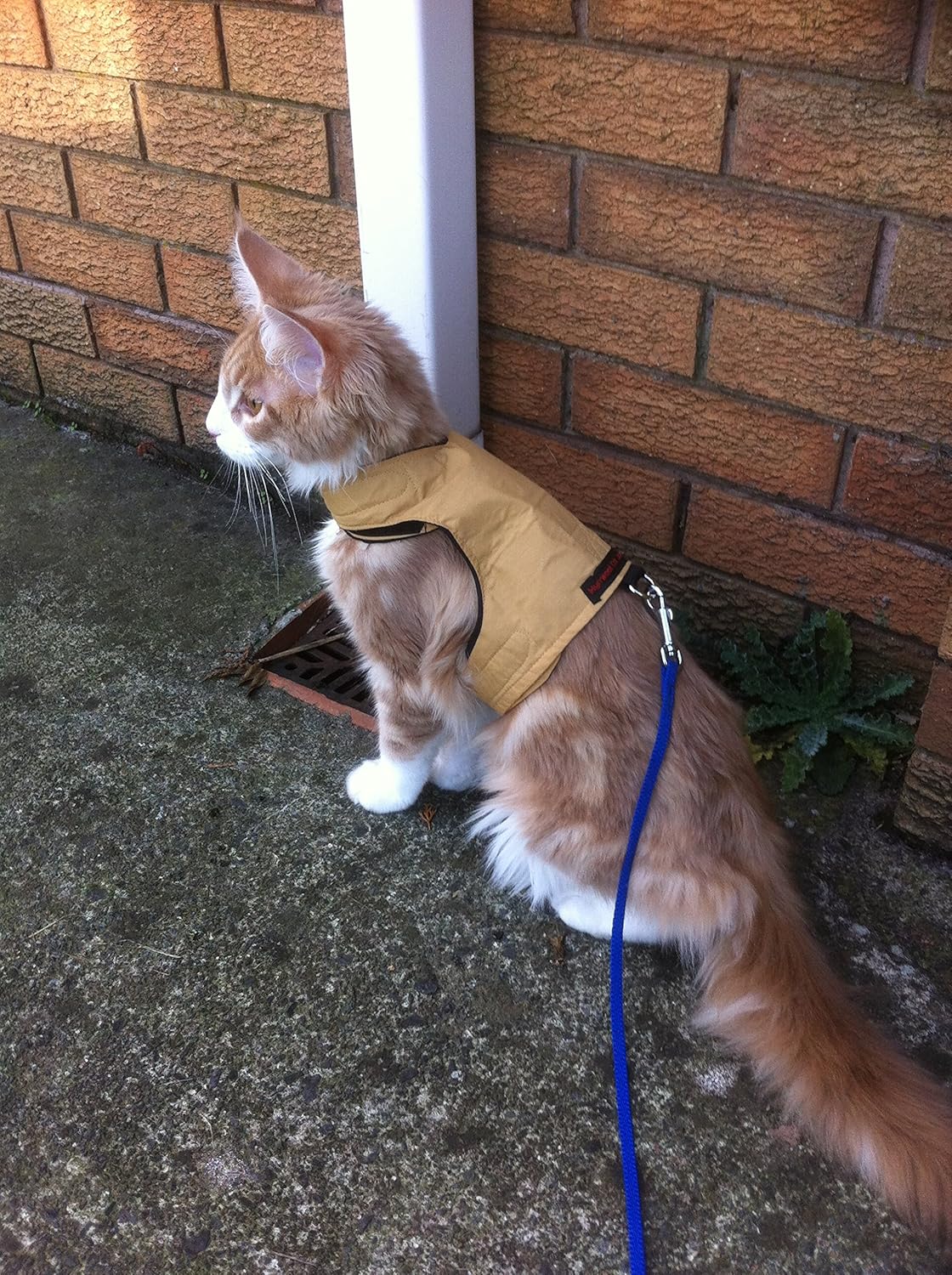 Mynwood Cat Jacket/Harness Caramel Kitten up to 8 month Amazon.co.uk