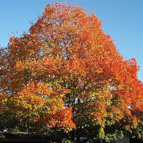 YEGAOL Garden - Semillas de arce azucarado Acer Saccharum Deciduou, árbol ornamental popular en paisajismo al aire libre, 20 semillas de árbol