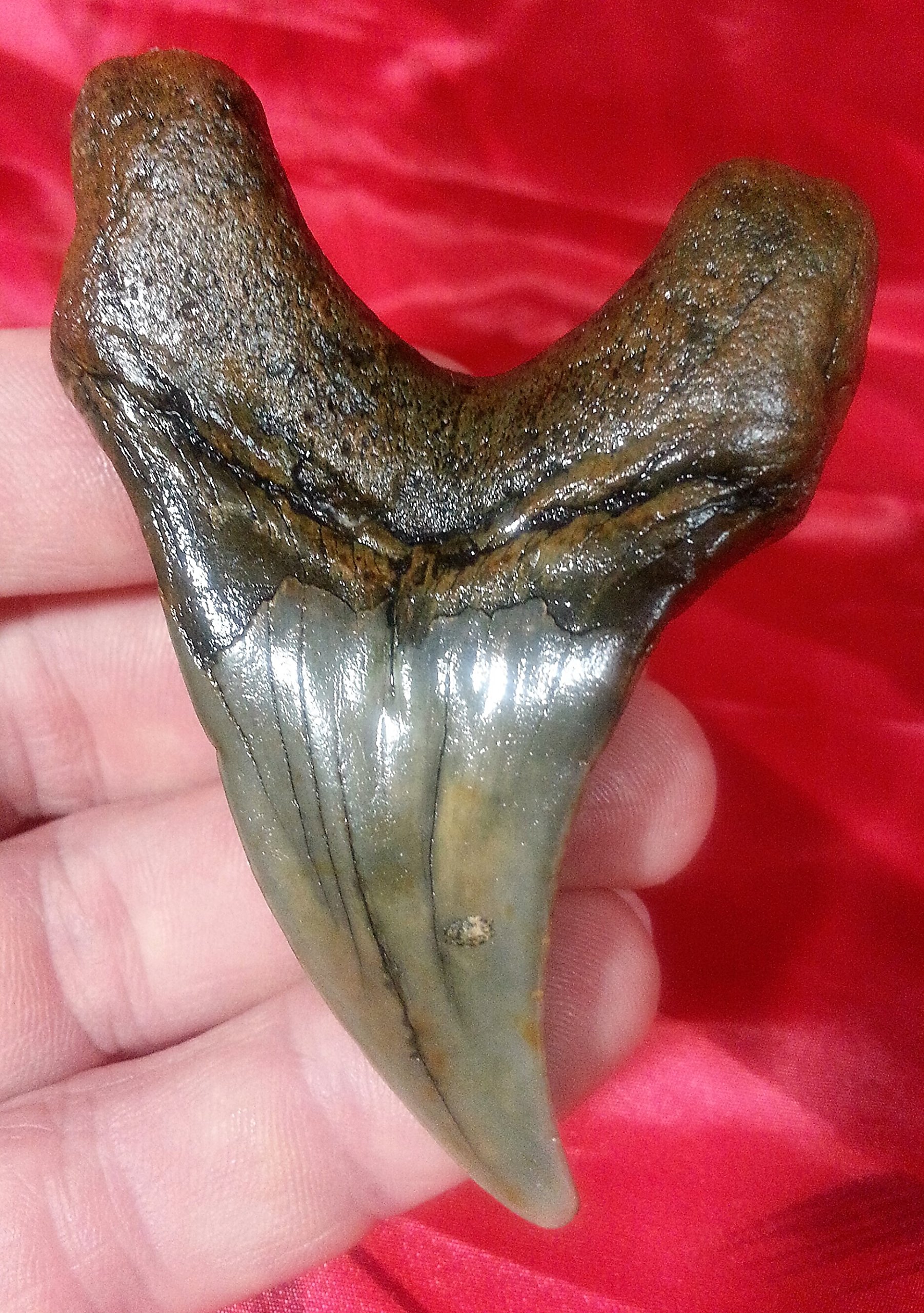 Largest Parotodus Benedeni Shark Tooth on Amazon or Ebay - 3.15