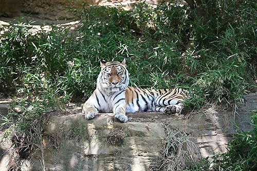 Miniatura 3 de NIKON Z TELECONVERTER TC-2.0X para ampliación 2.0X de lentes compatibles sin espejo Nikon Z y cámaras Nikon Z