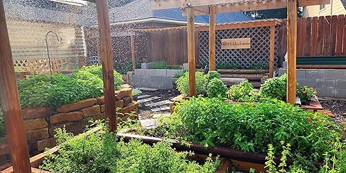 Miniatura 9 de SWEET MINT Hojas de té de hierbas orgánicas, bolsa de 8 onzas, cortada y tamizada, té de hierbas de hojas sueltas (menta dulce)