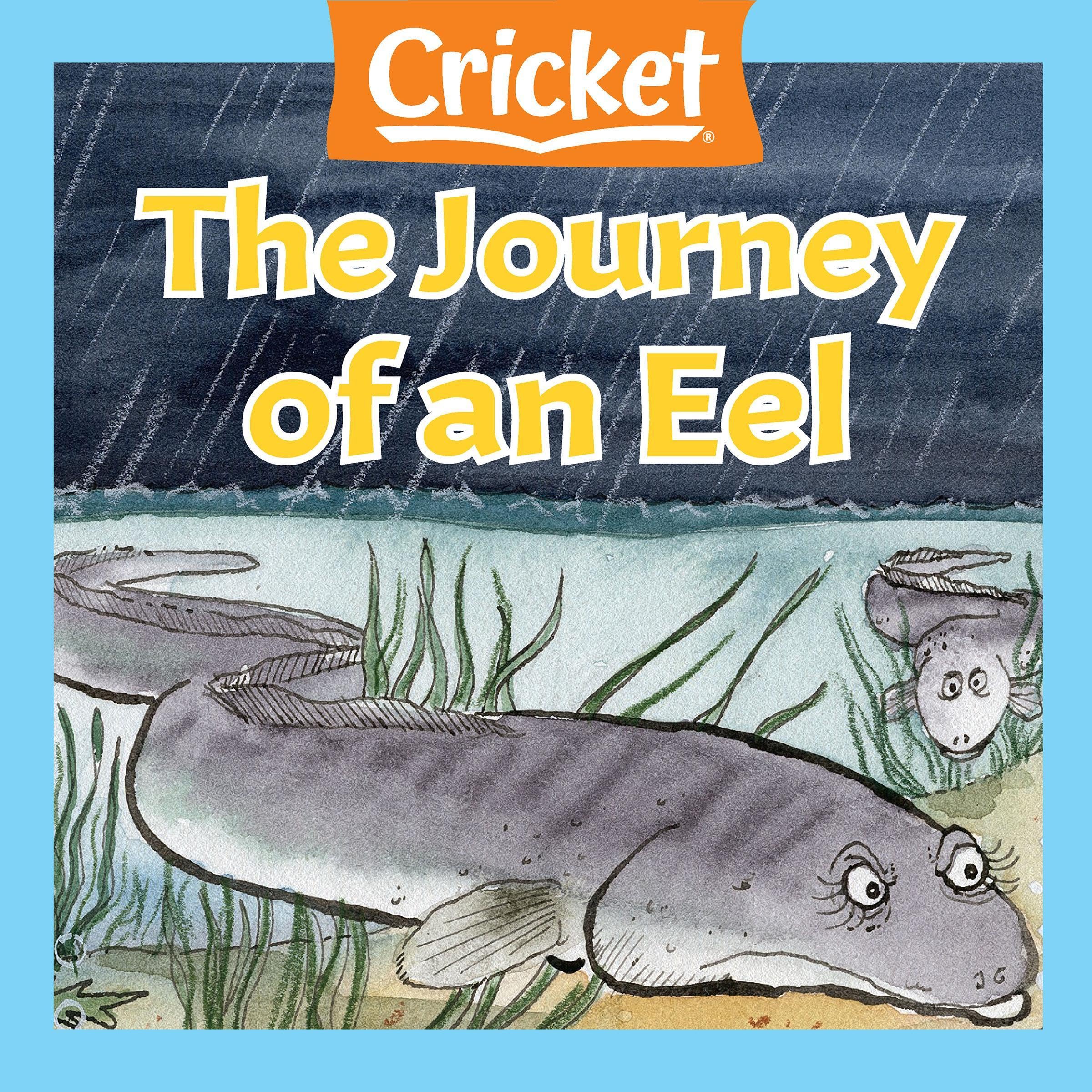 The Journey of an Eel