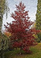 Vista 5 de American Sweetgum Plántula de árbol pequeño The Jonsteen Company