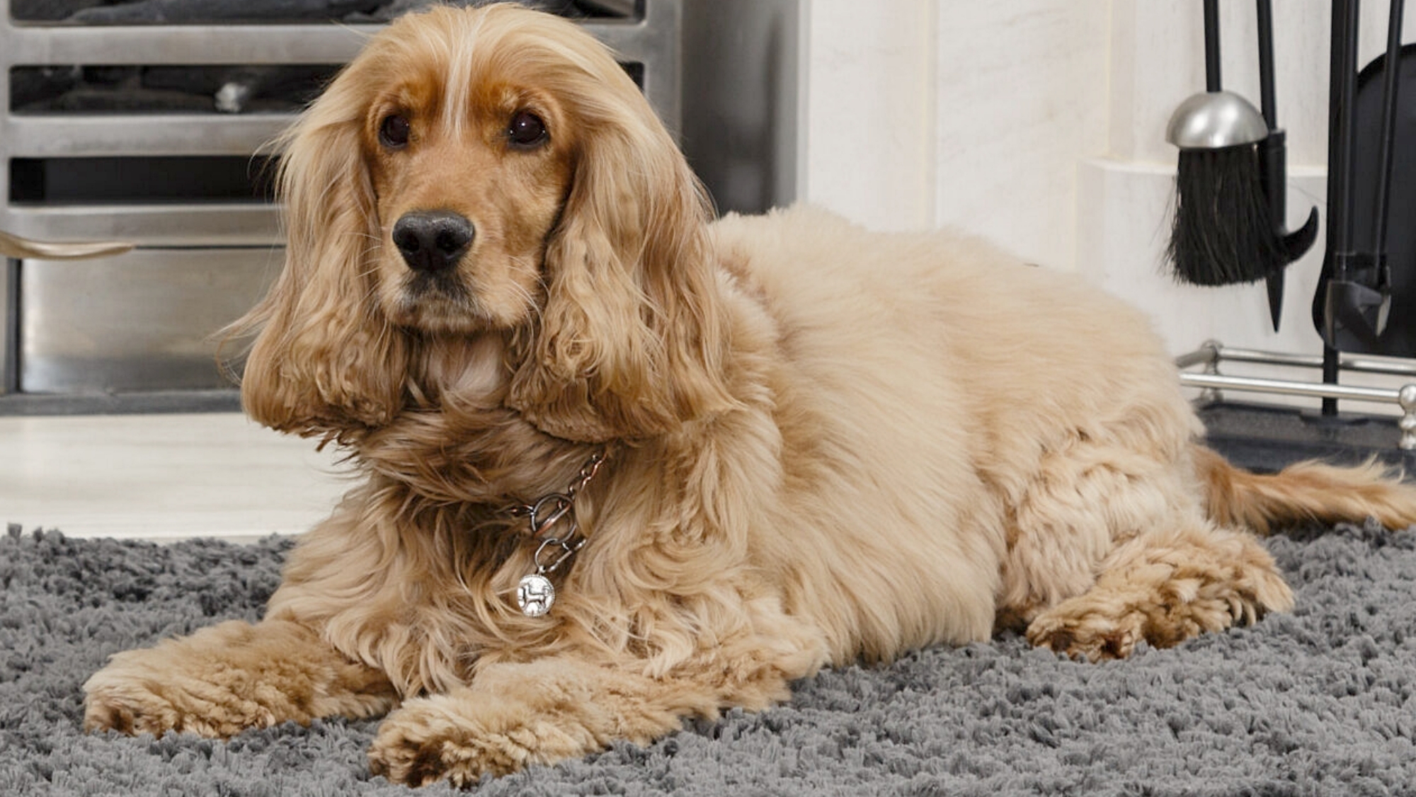 Pet Rebellion Snug Rug Premium-Hundematte – 67 X 100 Cm, Dunkelgrau, Rutschfest, Weicher Flausch, Maschinenwaschbar