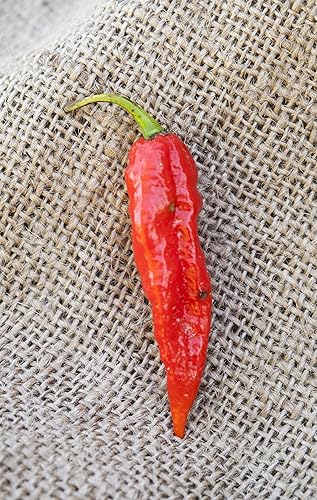Miniatura 2 de Pimienta Ghost Bhut Jolokia Heirloom paquete de semillas premium  más