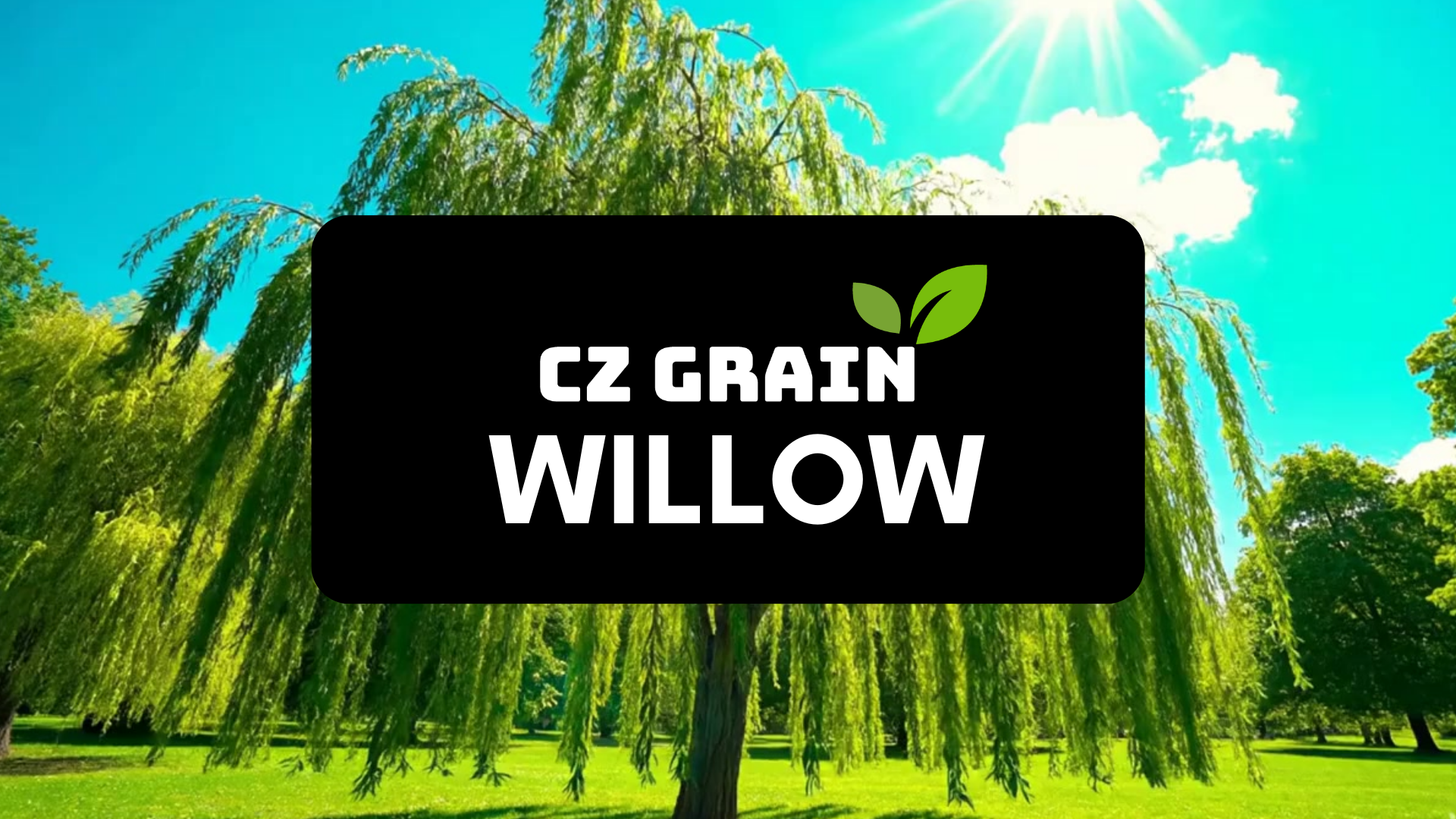 Amazon.com : (One) Fastest Growing Tree in The World - Ready to