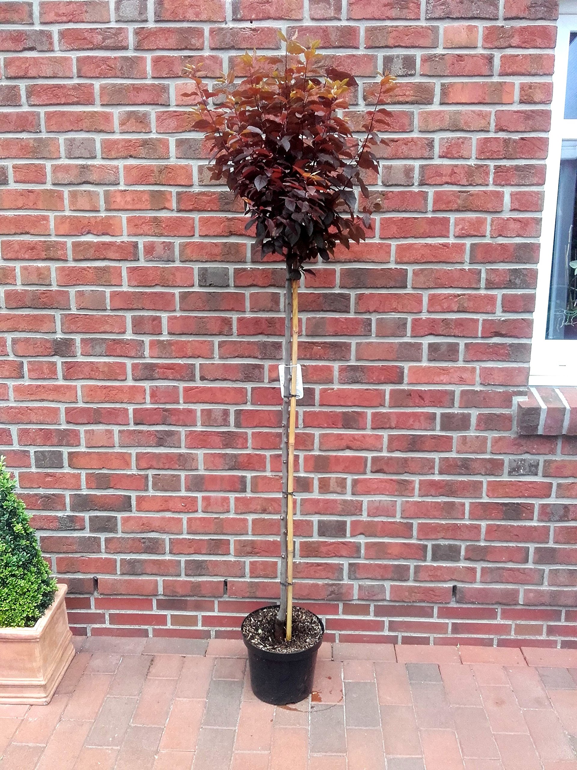 bonsai-shop-online Bonsai Tree Grow Kit, 4 Varieties, Non-GMO Seeds